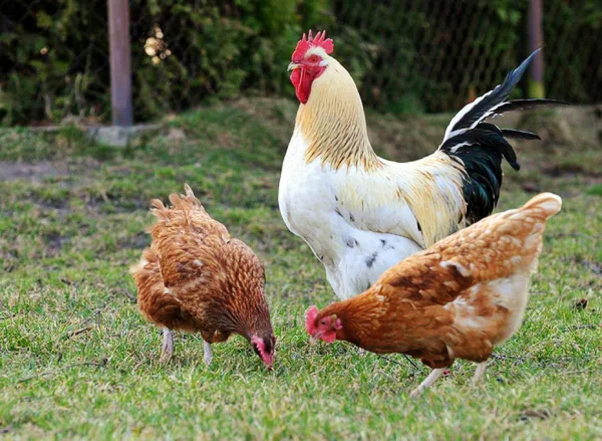 Stazzu La Capretta Farm Camping & Guest Rooms Olbia Ngoại thất bức ảnh